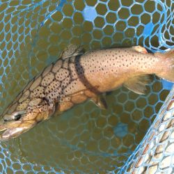 大型ブラウン連発！ ～岡崎トラウトポンド～